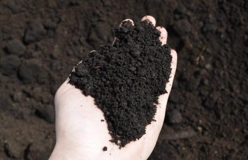 ґрунт для газону