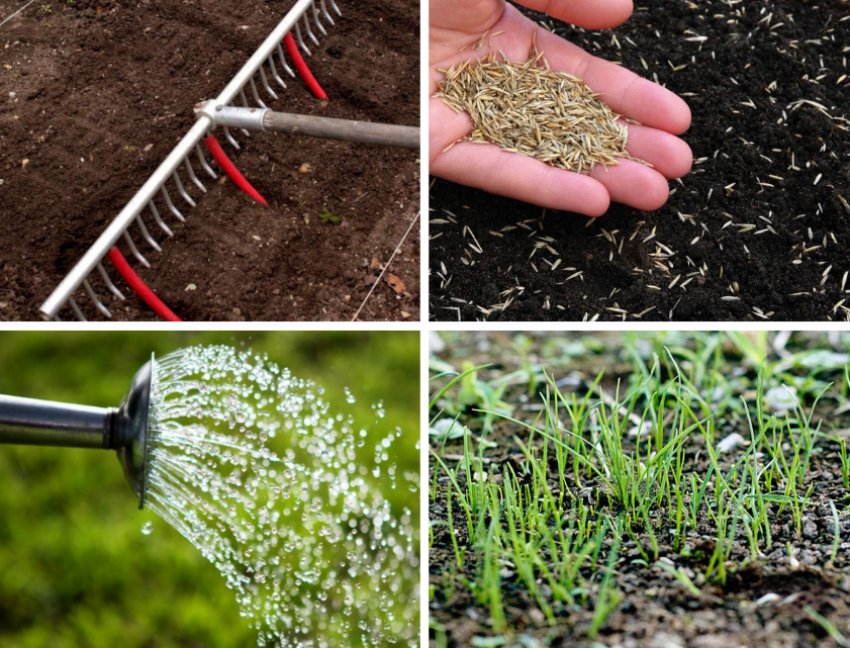 Можно ли сажать траву. Газон посевной технология посева. Посев семян газона. Приспособление для сеяния семян газона. Высев семян газона.