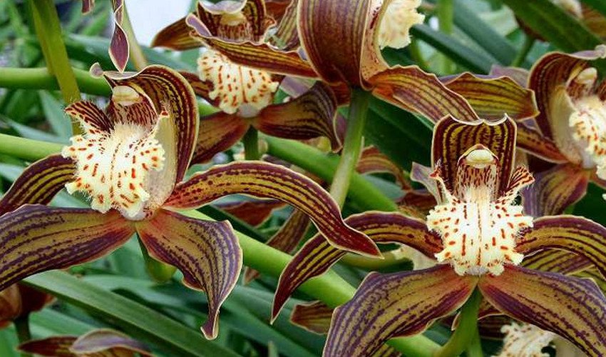 Трейсі Трейсі