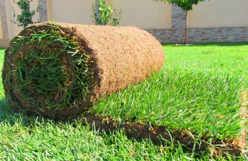 Рулонний газон