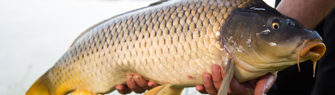 Риболовля на сазана в Новосибірську