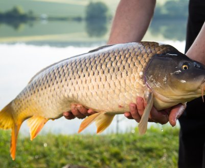 Риболовля на сазана в Новосибірську