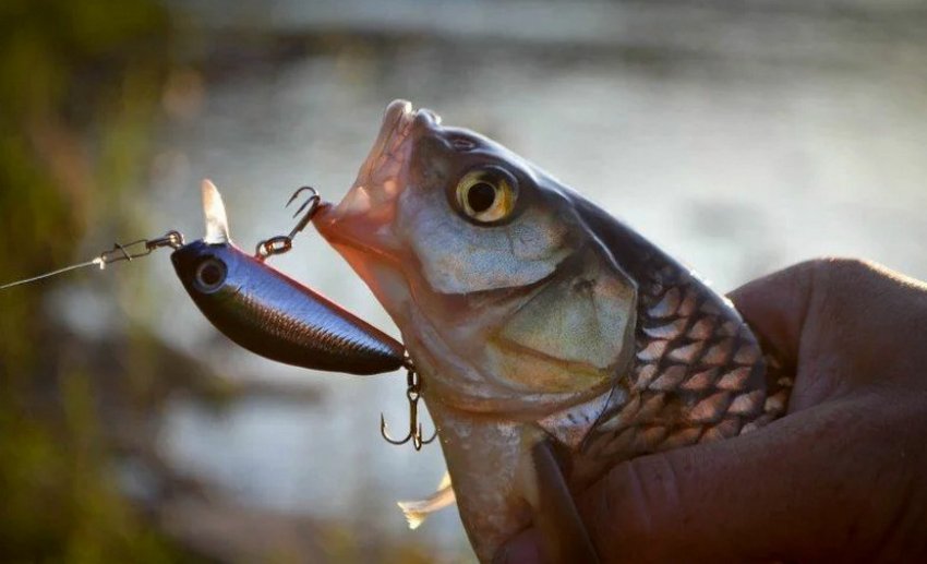 Ловля головля