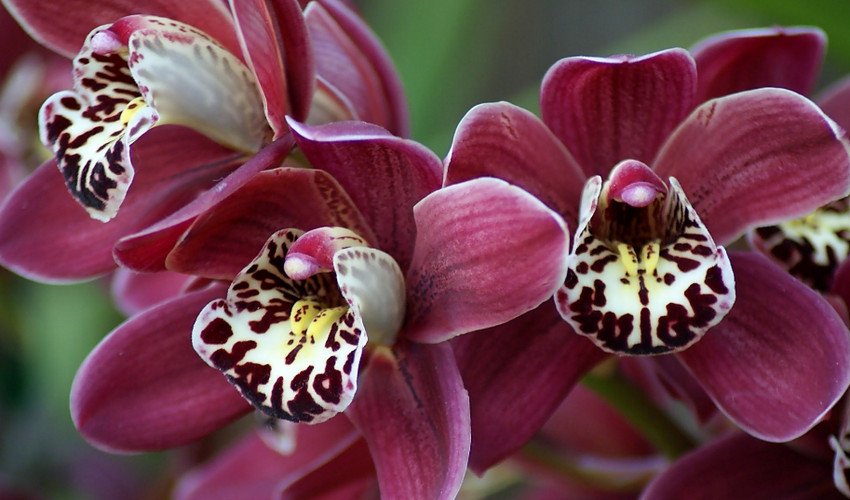 Орхідея цимбідіум Орхідея цимбідіум