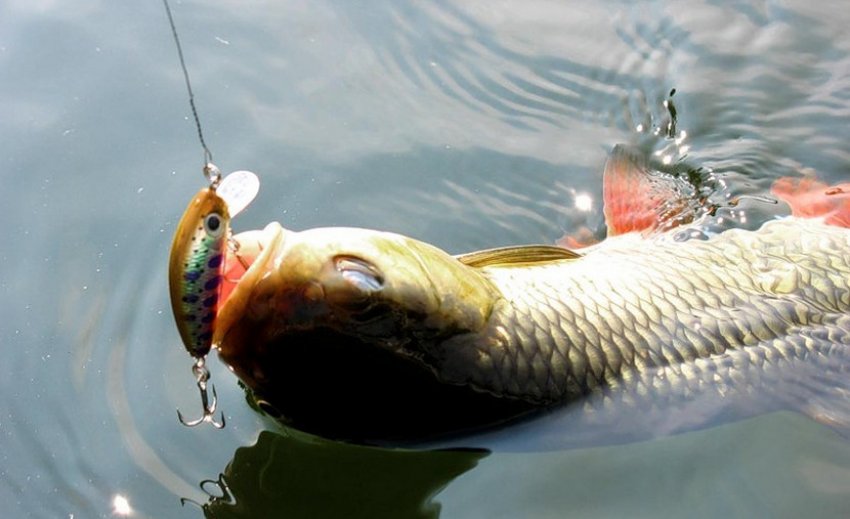 Спійманий головень