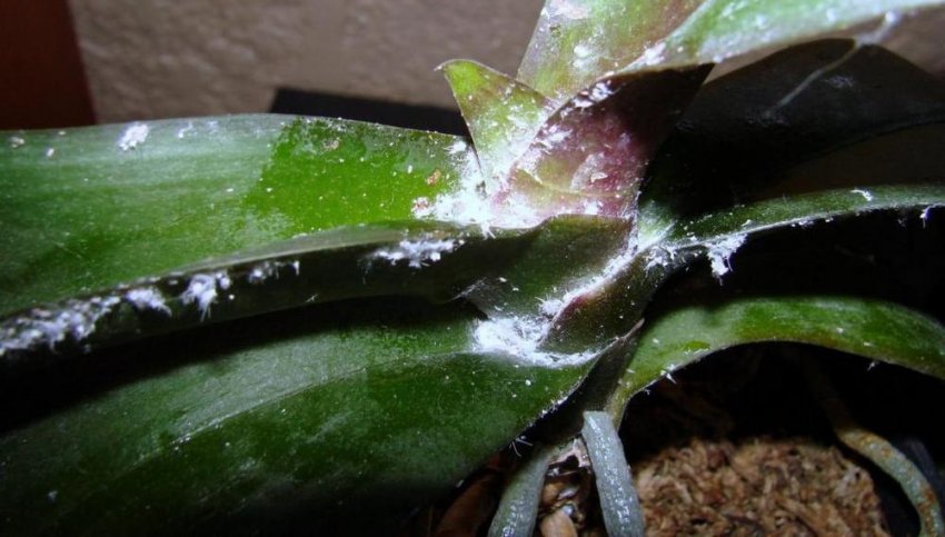 Борошниста роса Борошниста роса