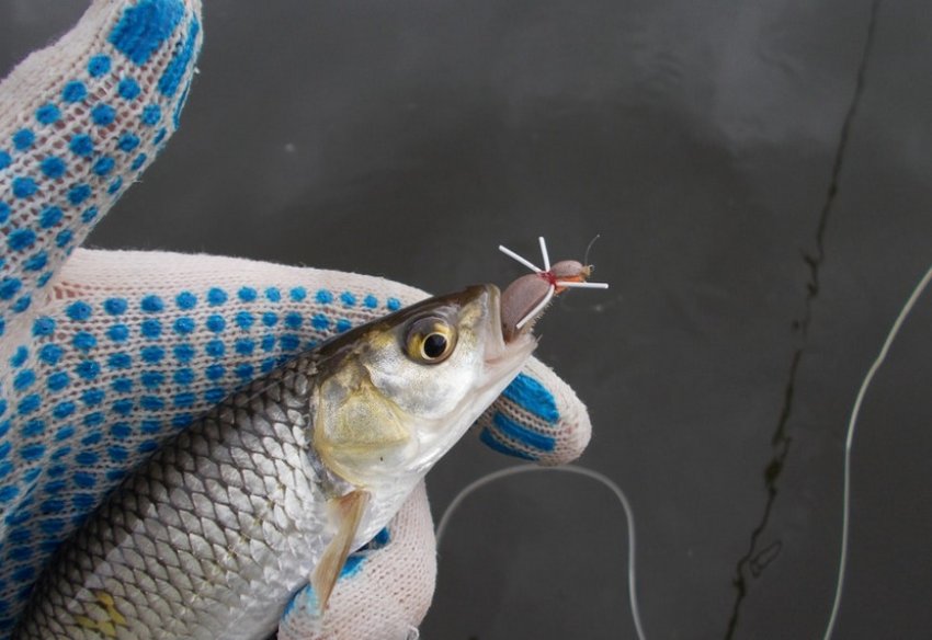 Ловля головня Ловля головня