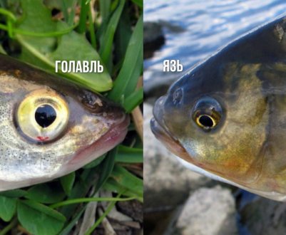 Як відрізнити головня від язя