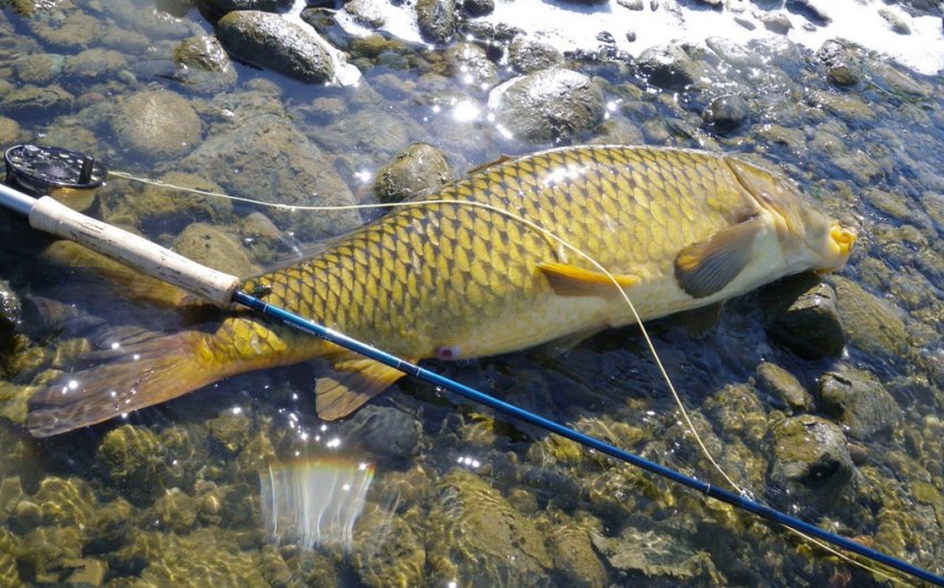 Ловля сазана в новосибірській області Ловля сазана в новосибірській області