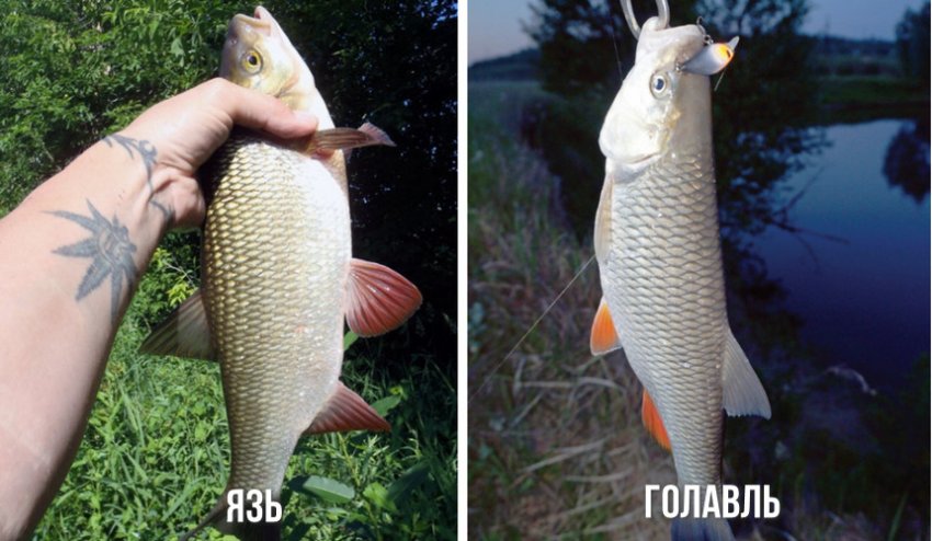 чем отличается язь и голавль. Смотреть фото чем отличается язь и голавль. Смотреть картинку чем отличается язь и голавль. Картинка про чем отличается язь и голавль. Фото чем отличается язь и голавль