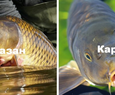 Чим відрізняється короп від сазана, у чому різниця і що краще