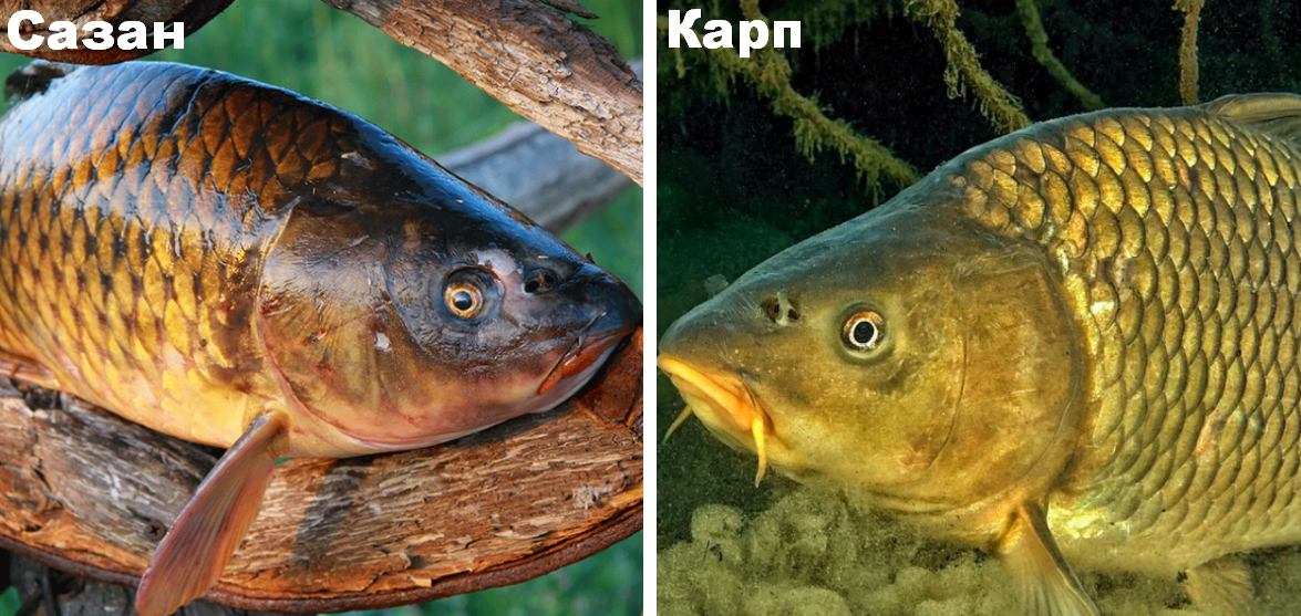 Рыба похожая на карася. Сазан и Карп. Сазан (Cyprinus Carpio). Карп карась сазан. Карп и сазан отличия.