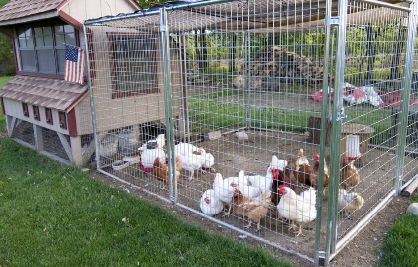 Вигульних дворик