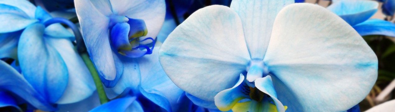 Блакитна орхідея: чи існує така в природі, особливості догляду в домашніх умовах