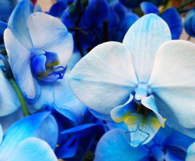 Блакитна орхідея: чи існує така в природі, особливості догляду в домашніх умовах