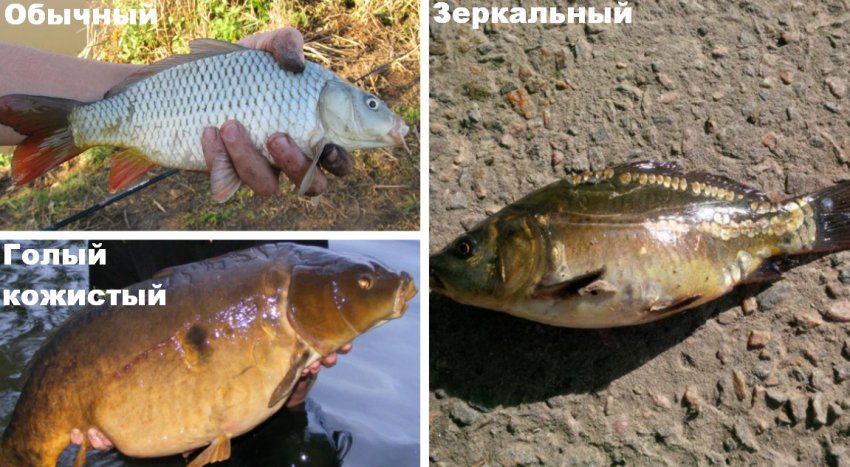Типи коропів Типи коропів