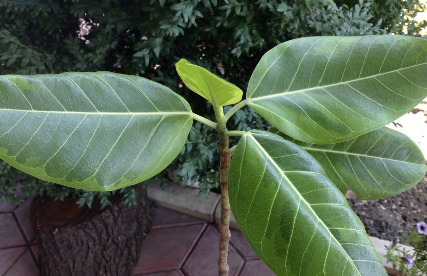 Фікус Фікус