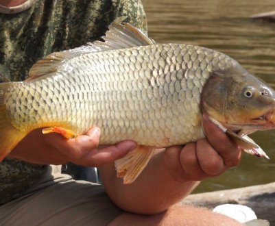 Ловля сазана в Астраханській області