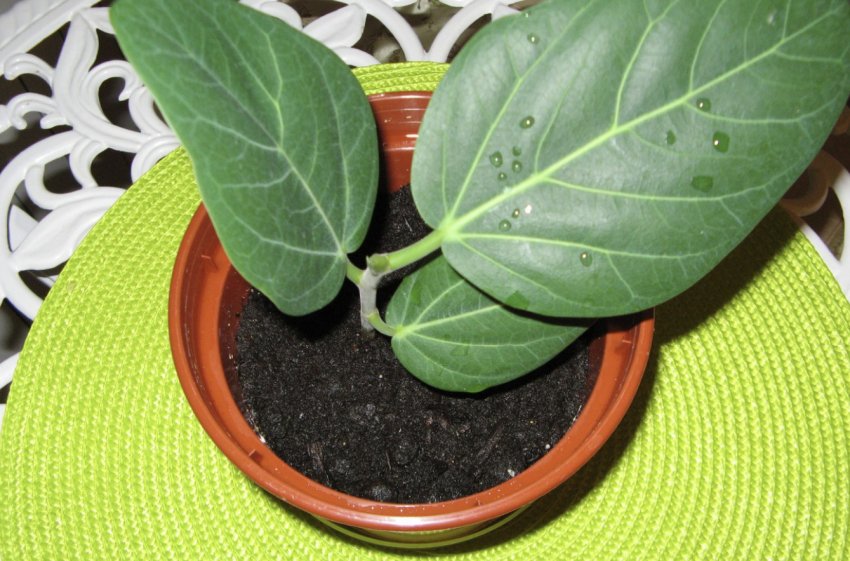 Фікус бенгальський Фікус бенгальський