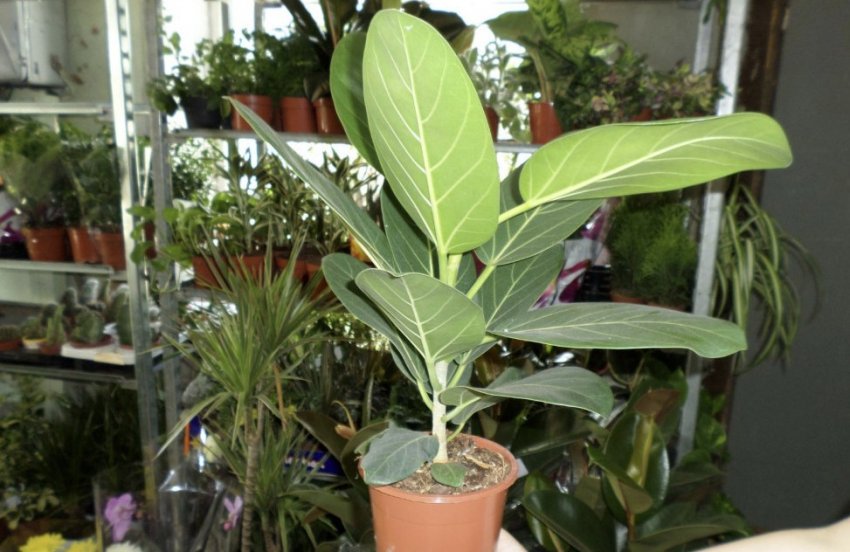 Фікус Фікус