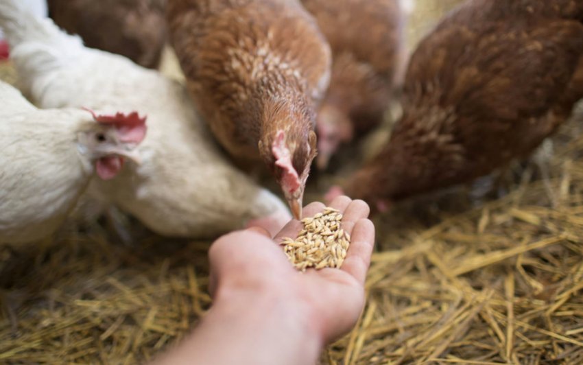 Годівля курей