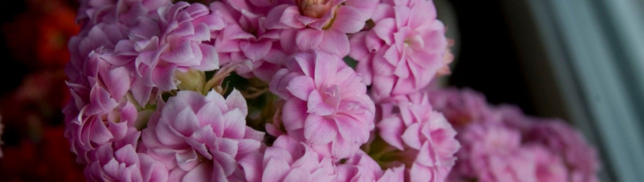  Каланхое Блоссфельда: догляд в домашніх умовах