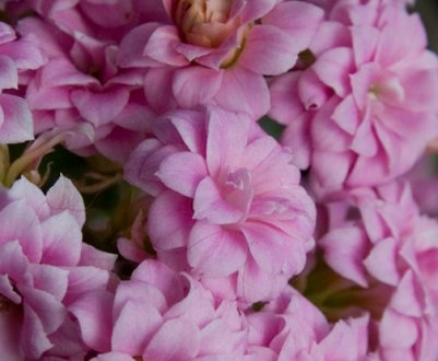 Каланхое Блоссфельда: догляд в домашніх умовах