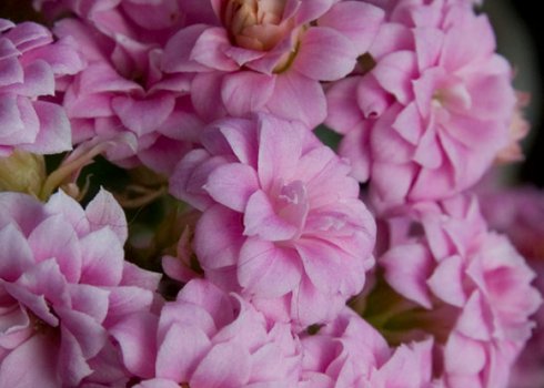 Каланхое Блоссфельда: догляд в домашніх умовах