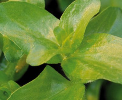 Як правильно садити і вирощувати бакопу з насіння в домашніх умовах?