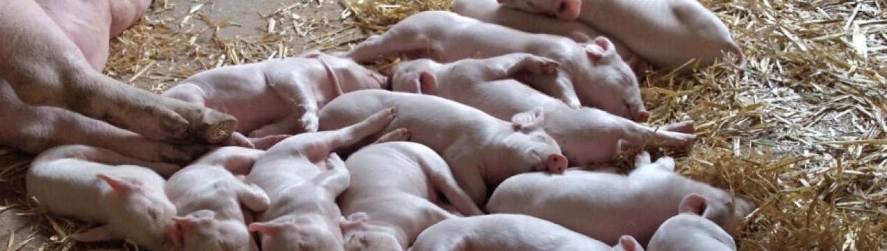 У пожежі на болгарській фермі загинуло 3 тисячі свиней