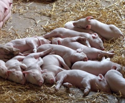 У пожежі на болгарській фермі загинуло 3 тисячі свиней