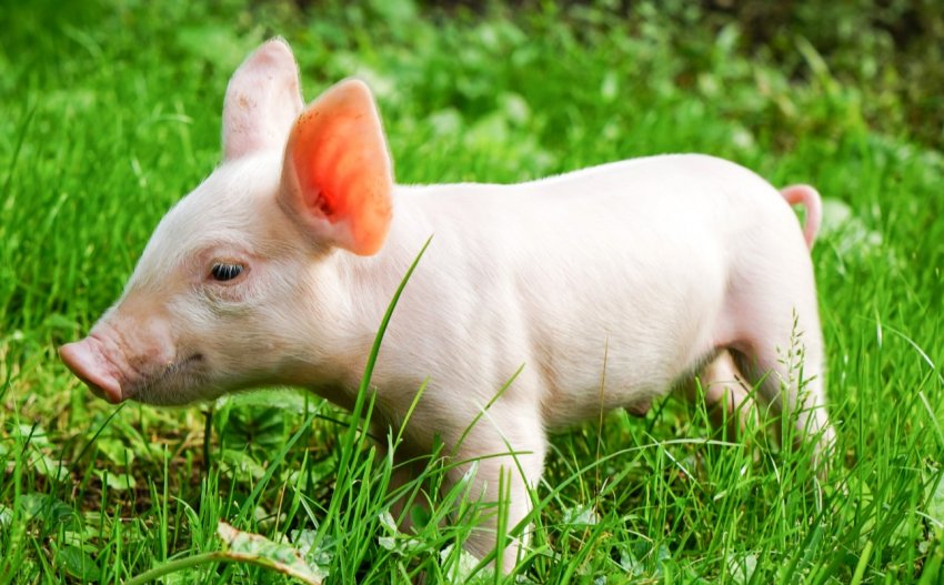 У пожежі на болгарській фермі загинули 3 тисячі свиней У пожежі на болгарській фермі загинули 3 тисячі свиней