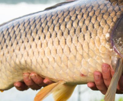 Особливості лову сазана на Ахтубі