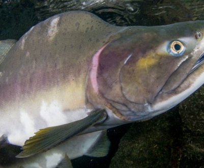 Чим харчується горбуша і де вона живе: у морі чи в річці