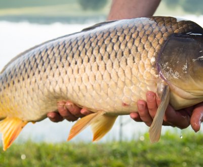 Особливості лову сазана у вересні