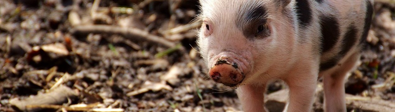 Бельгійці навчають китайських свинарів профілактиці АЧС