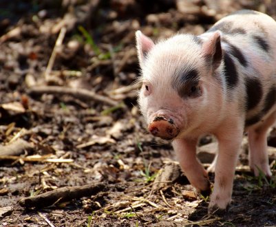 Бельгійці навчають китайських свинарів профілактиці АЧС