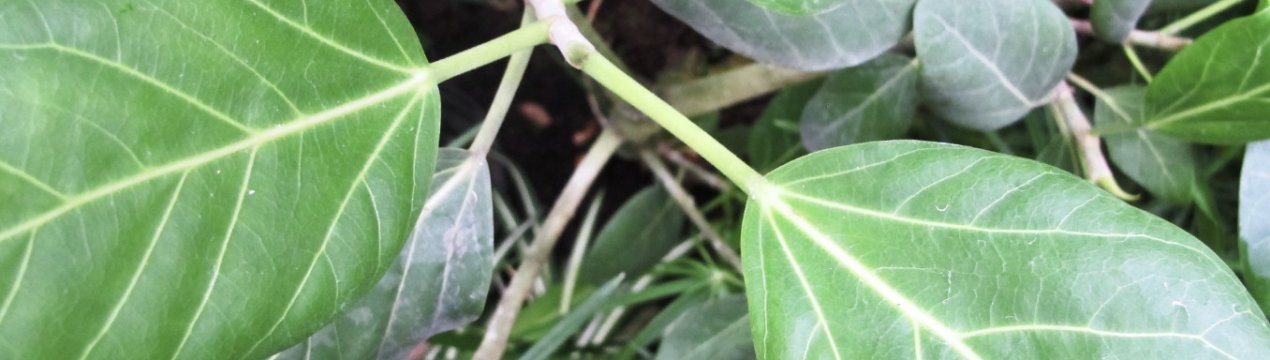 Фікус бенгальський: догляд в домашніх умовах