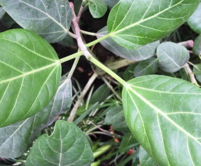 Фікус бенгальський: догляд в домашніх умовах