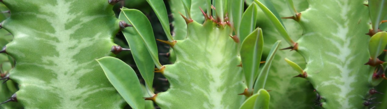 Молочай трикутний: догляд в домашніх умовах