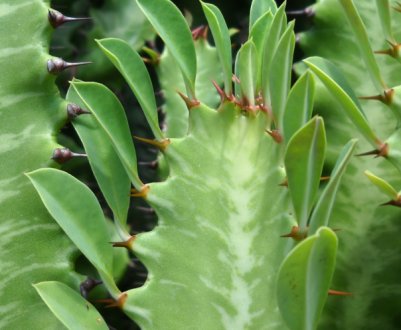 Молочай трикутний: догляд в домашніх умовах