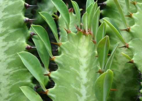 Молочай трикутний: догляд в домашніх умовах