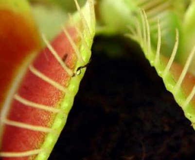 Як виростити насіння венериной мухоловки в домашніх умовах?