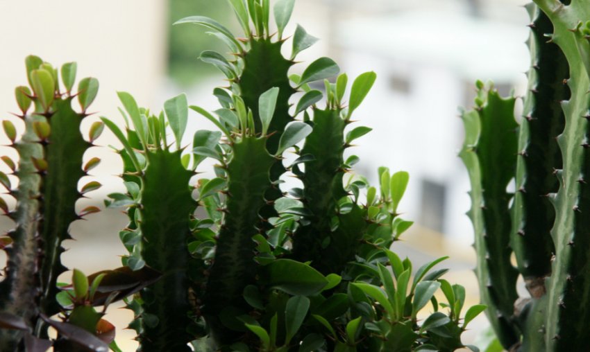 Молочай трикутний