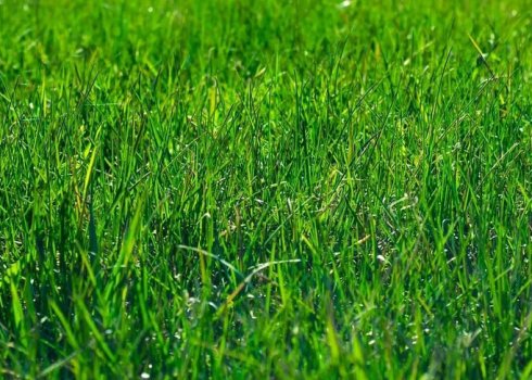 За який час проросте газонна трава після посіву?