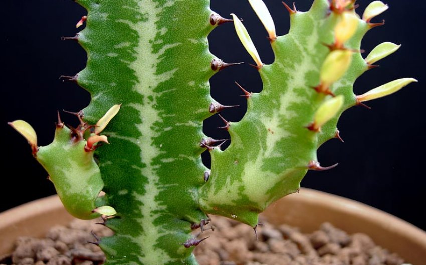 Молочай трикутний