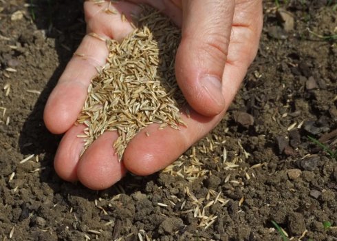 Посадження газонної трави в серпні