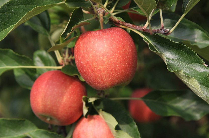 Українські садівники відстають від світу на 10-15 років