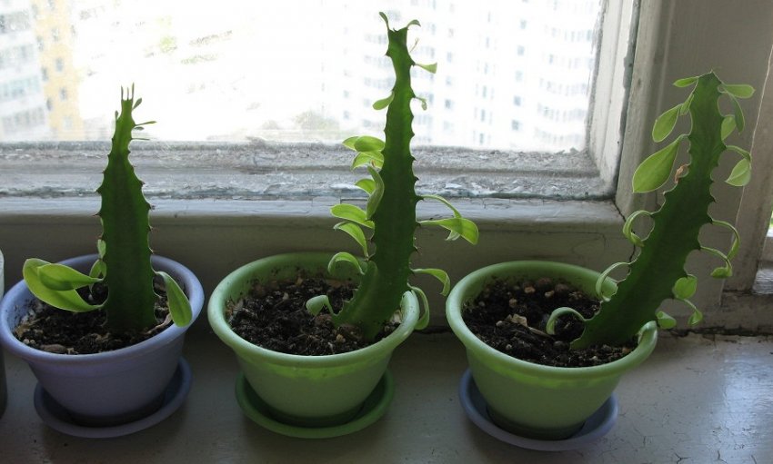 Розмноження молочаю трехугольного