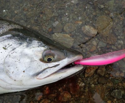 Ловля горбуші: терміни й особливості процесу